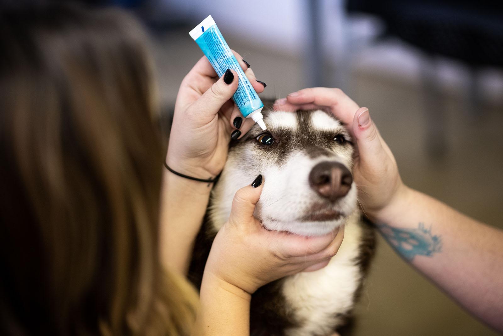 veterinarian applying medicine on dog's  eye.
